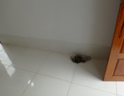 9ª CASA EM BALNEÁRIO PONTA DA FRUTA - VILA VELHA/ES
